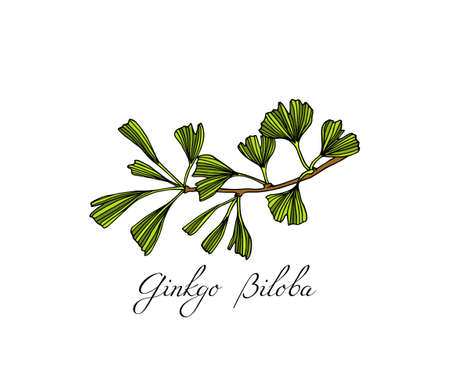 Hand drawn ginkgo plant Vector illustration.のイラスト素材