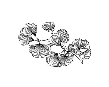 Hand drawn ginkgo plantの写真素材