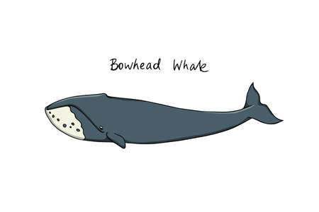 Hand drawn whaleのイラスト素材
