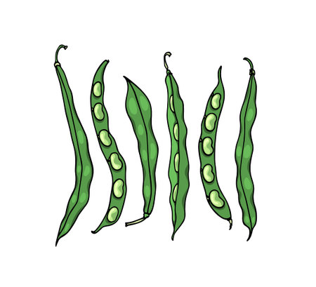 Hand drawn bean