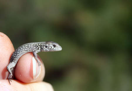 The lizard in a hand on the blurry backgroundの写真素材