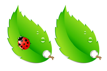 2 Green Labels, Leaves With Ladybug, Isolated On White Background, Vector Illustrationのイラスト素材