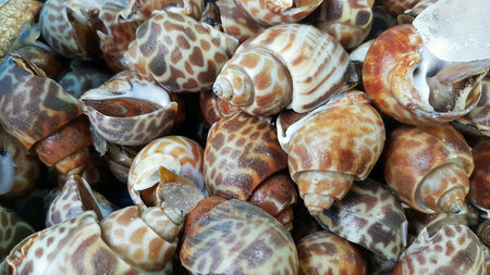 Close up Babylonia areolata for seafood in market.の素材