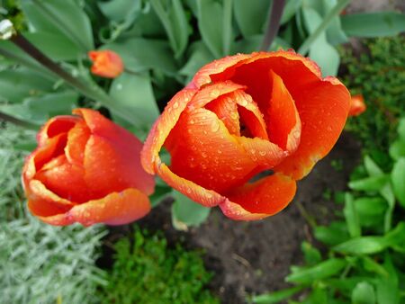 red tulips in a gardenの写真素材