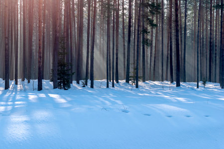Cold sunny snowy winter morning in the forest.の写真素材