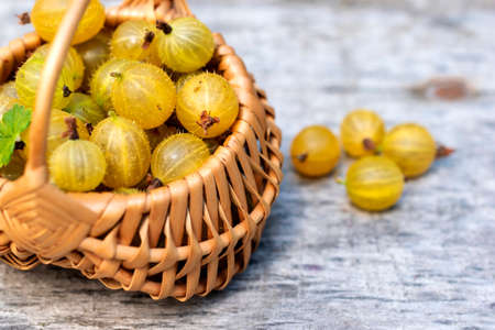 Wicker basket on wooden table full of ripe yellow gooseberries.の写真素材