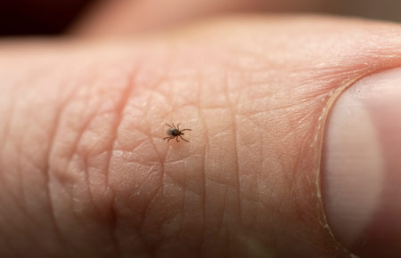 Tick on human finger, danger in forest.