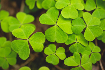 Natural background with three leaved shamrocks.の写真素材