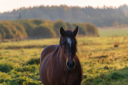 Work horse in beautiful autumn landscape in sunny morningの写真素材
