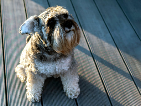 Schnauzer dog sitting on gray planks in sunny day.の写真素材