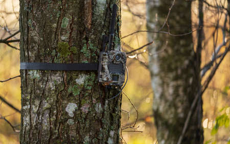 Forest animal tracking motion camera attached to the tree in nature outdoors.の写真素材