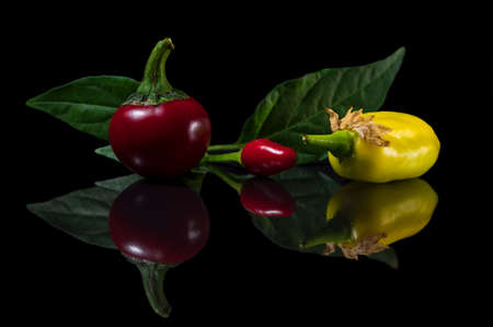 Colourful hot chili peppers with leaves isolated on black background with reflection.の写真素材