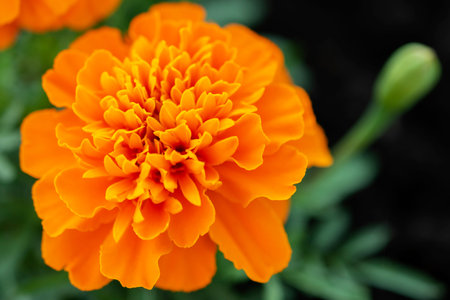 Top view of orange marigold flower growing in the garden.の写真素材