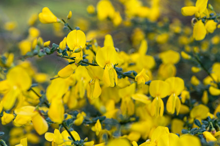 Cytisus scoparius blooming with yellow blossom outdoors.の写真素材