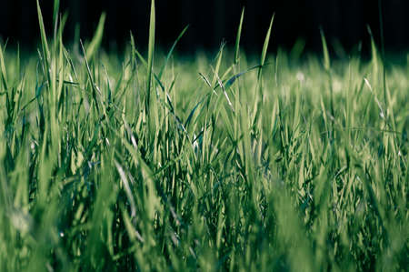 Spring or summer background of sunny grass growing outdoors.の写真素材