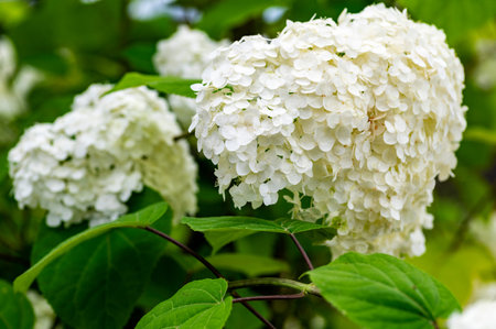White hydrangea flower growing outdoors at summer.