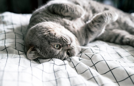 Gray British shorthair cat laying upside down on the bed at home.の写真素材