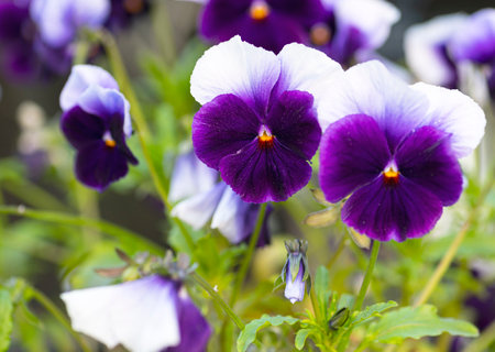 Violet color pansy flowers growing in the garden.の写真素材