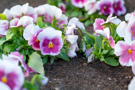 Purple color pansy flowers growing in the garden.