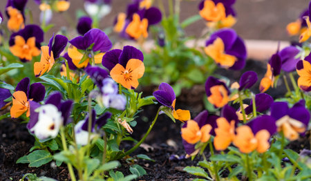 Close-up of colorful pansies growing in fertile garden soilの写真素材