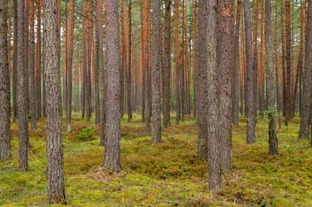 A serene view of a dense pine forest with sunlight gently filtering through the tall, rugged trees....