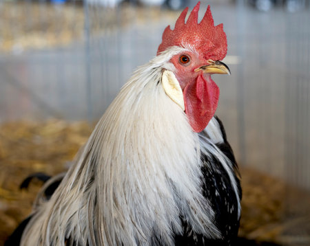 A detailed close-up of a majestic rooster with striking red comb and feathers, embodying farm life and rural charm. Capturing the beauty and personality of this barnyard bird.の写真素材