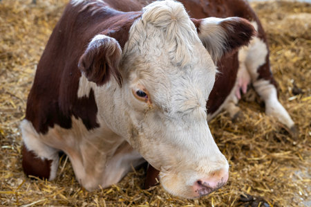 A serene brown and white cow sits comfortably on a bed of hay, capturing the essence of calmness and rural farm life. The scene exudes tranquility and natural beauty.の写真素材