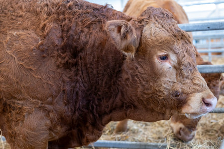 A detailed close-up of a brown bull standing in a barn with hay. The bull shows a calm and gentle expression, emphasizing the peaceful farm environment.の写真素材
