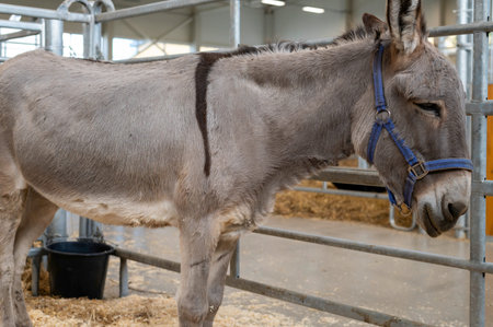 A peaceful donkey wearing a blue halter stands quietly in a clean, well-maintained stable setting.