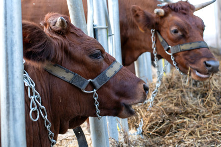 Close-up view of two brown cows eating hay in a barn, secured with metal chains. The serene setting highlights farm life and the natural feeding process.の写真素材
