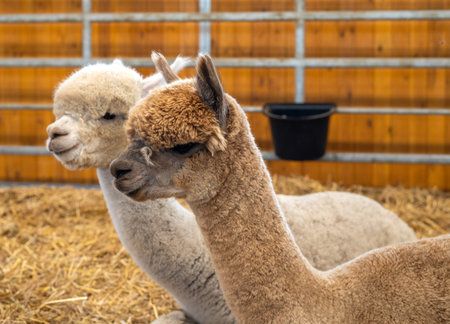 Two fluffy alpacas lie comfortably on straw in a wooden barn, showcasing their gentle nature and...