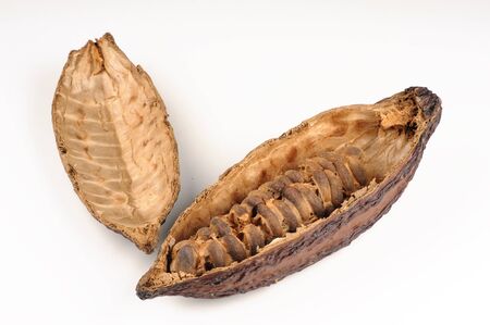 Cocoa fruit on white backgroundの写真素材