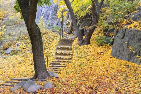 Stairway with colorful autumn leaves の写真素材