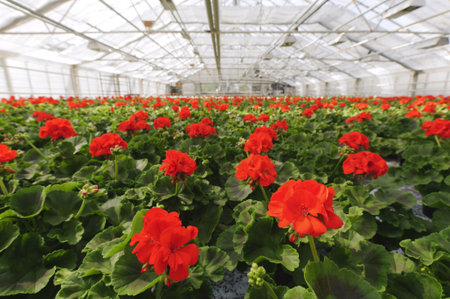 Greenhouse with blooming geranium plats の写真素材
