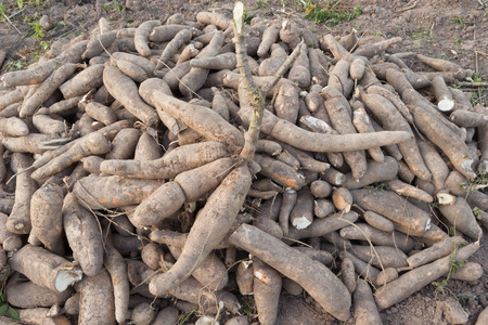 fresh cassava on fieldの写真素材