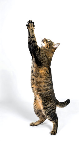 A spirited American Bobtail stands on its hind legs, extending its left paw in a graceful stretching pose. Its naturally short, expressive tail and rugged, shaggy coat give a wild impressionâpaired with a poised, intelligent gazeの素材