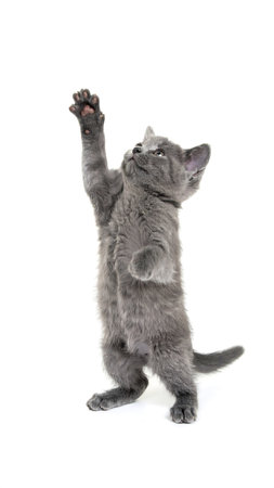 A fullâbody portrait of a grey kitten standing on hind legs, its left paw lifted with inquisitive intent. The clean white background emphasizes its whiskered face and soft furの素材