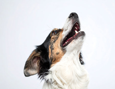 Side profile of a tri-color dog barking in a studio, showcasing sharp features, a wagging posture, and pure joyの素材