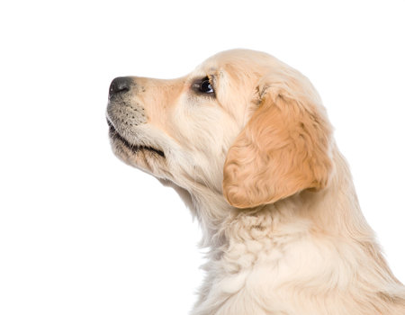 Golden retriever puppy in a soft side view, looking slightly up with curious and innocent eyes in a bright studioの素材