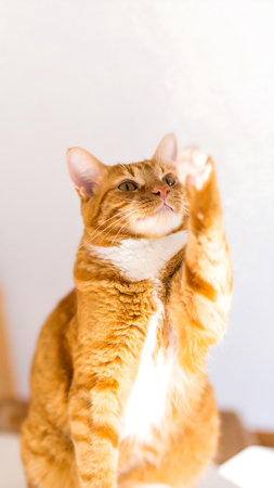Ginger tabby cat reaching upward, highlighting its graceful posture and soft fur textureの素材