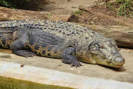 Crocodile restingの素材