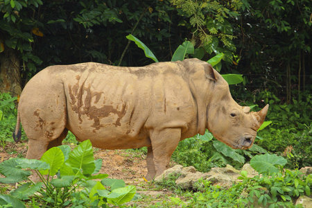Rhino or Rhinocerosの素材