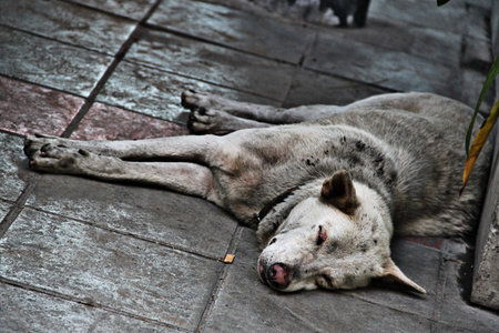 Homeless Lonely Sleeping Street Dog