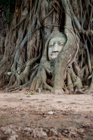 Buddha head in tree roots at Wat Phra Mahathat, Ayuthaya, Thailandの写真素材