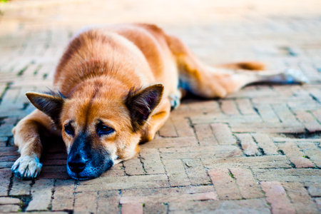 Homeless Lonely Street Dog