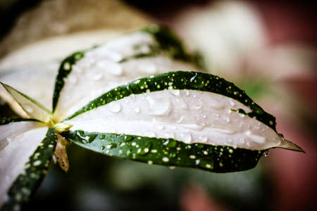 Golddust dracaena or Spotted dracaena or Florida Beauty  water on leafの写真素材