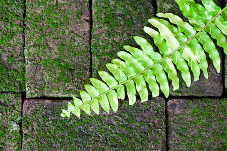Fern leaf on a on a moss covered old brown brickの写真素材
