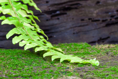 Fern leaf on a on a moss covered brown brickの写真素材