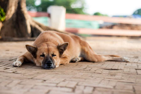Sleeping Homeless Lonely Street Dog on the footpathの写真素材