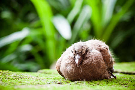Portrait of a cute small brown bird in the gardenの写真素材